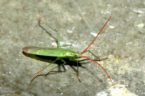 Réf. 189 756 : Trigonotylus sp.